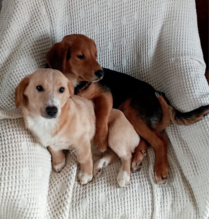 JASIO i MAŁGOSIA - dwa małe serca w drodze po swoją bajkę!