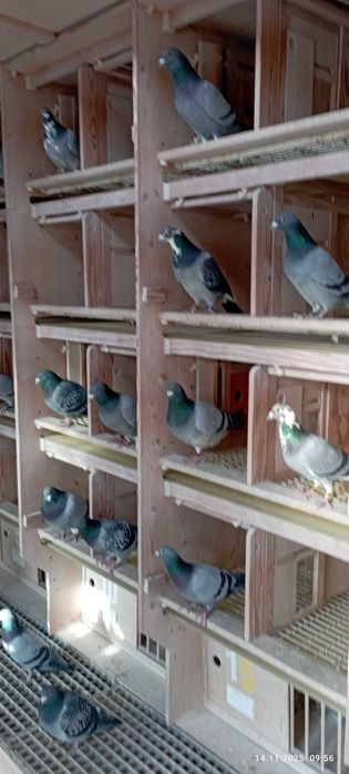 Wybitne gołębie rozpłodowe