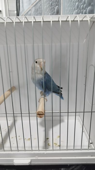 Macho agapórnis roseicollis.