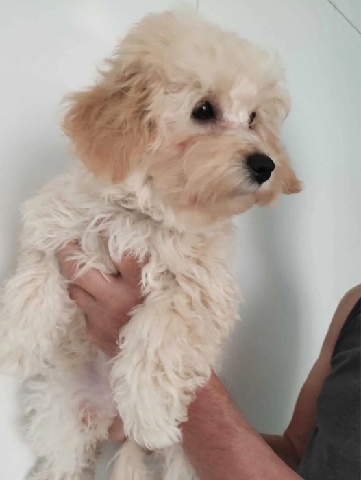 Гипоаллергенные мини малыши Мальтипу ф1 maltipoo щенята Мальтипу ф2