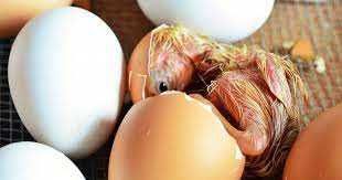 інкубаційне яйце