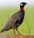 Casal de francolin de peito preto