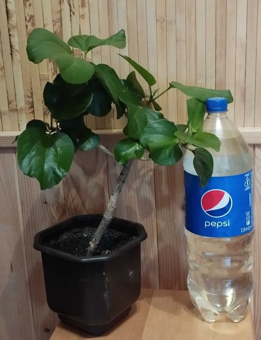 Взрослый гибискус Climax (клаймакс)