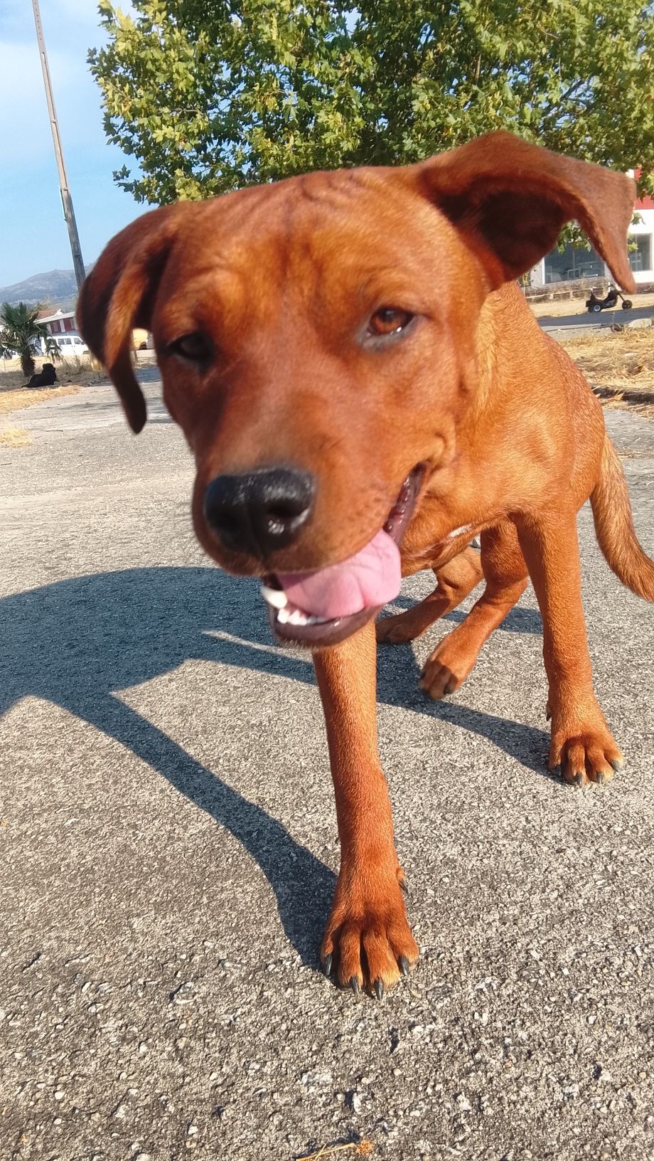 Cão para adopção