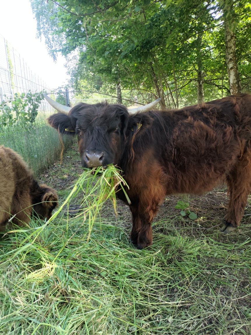 highland cattle jałówka