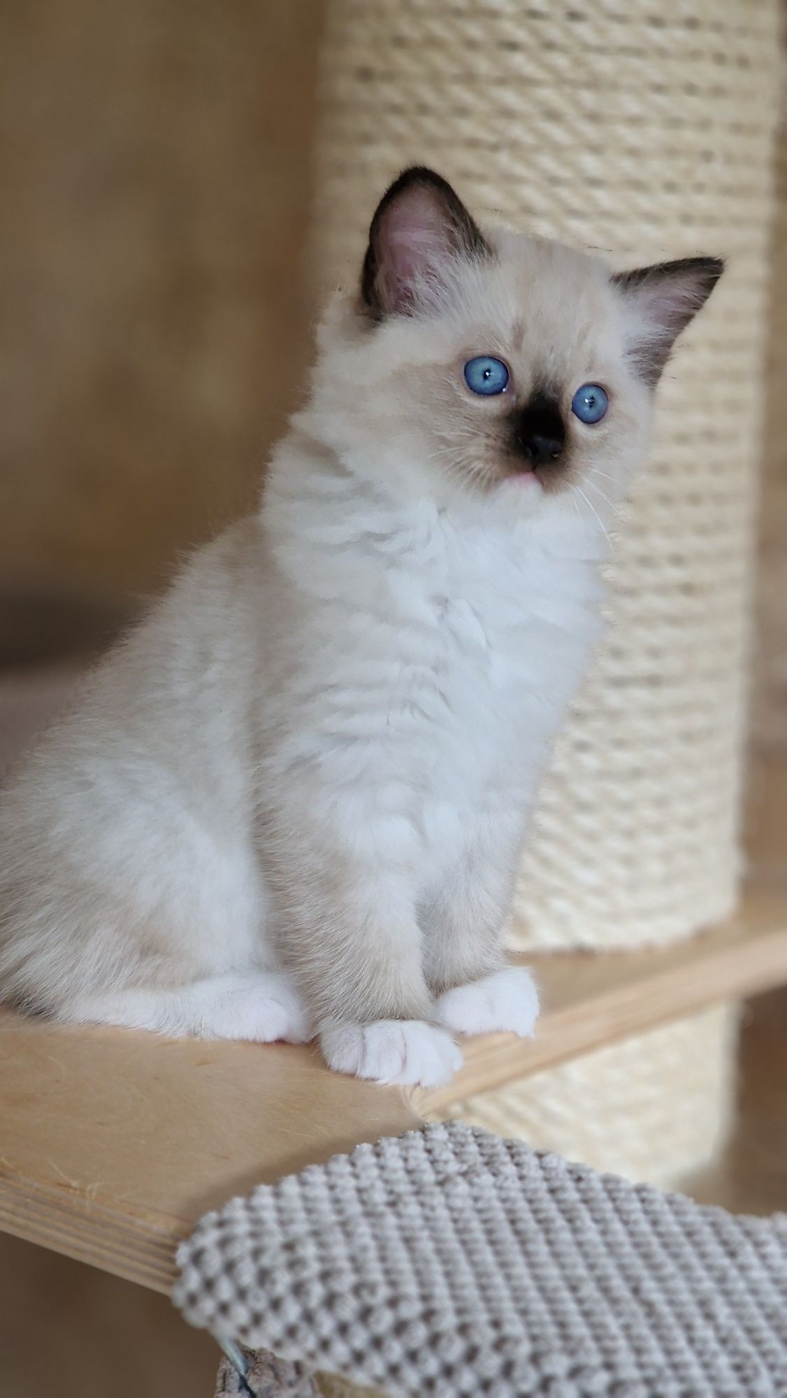 Ragdoll kotka seal mitted