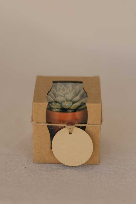 Mini suculenta com caixa individual