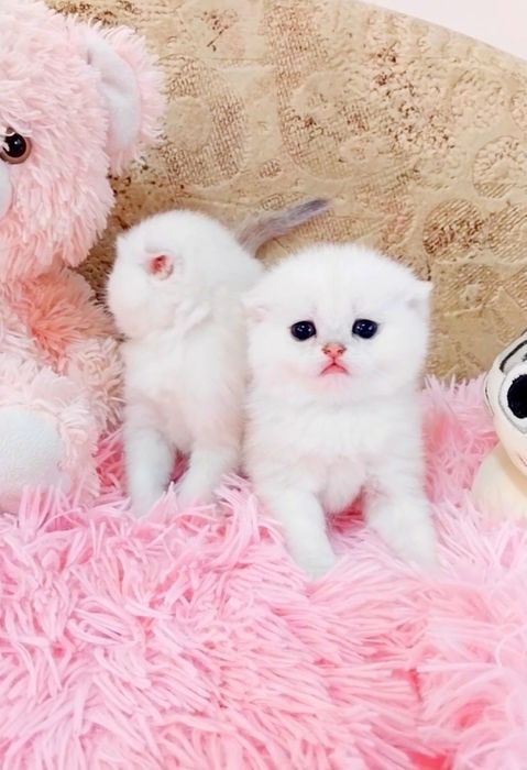 Срібні хлопчики красунчики шиншилки