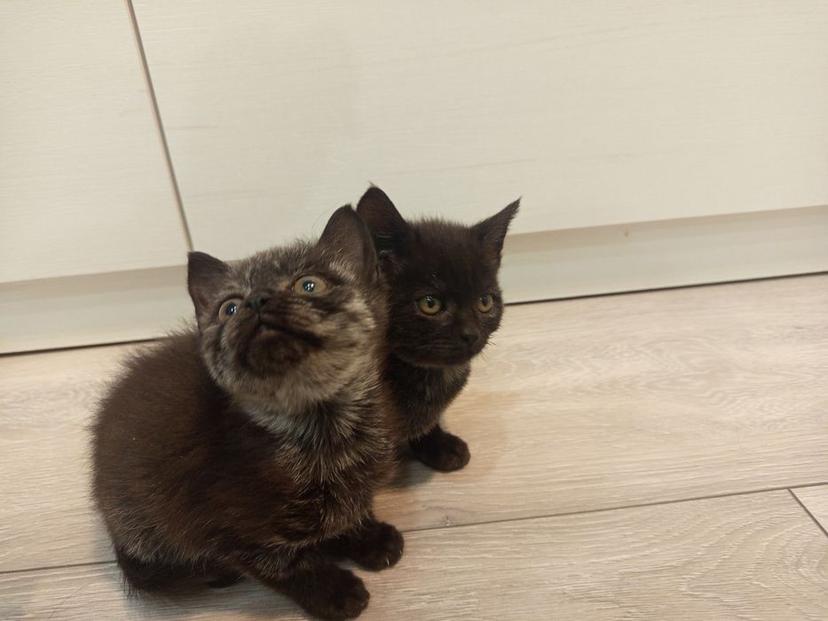 Дві гарні кішечки шукають люблячу родину