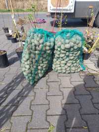 Ziemniaki sadzeniaki vineta