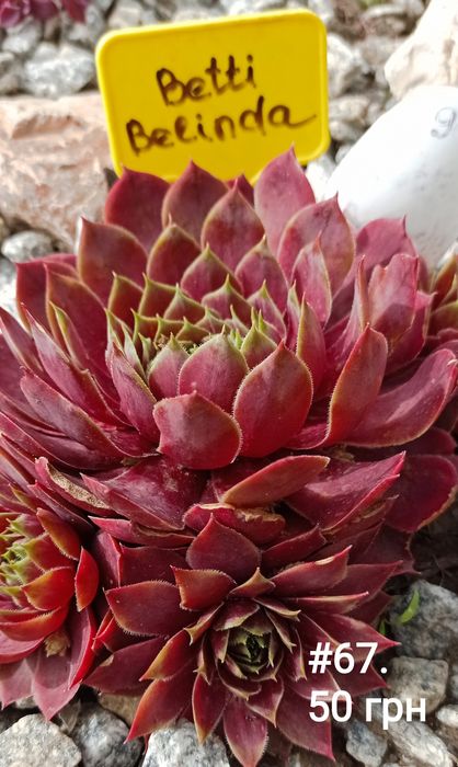 Кам'яні троянди, семпервівум, молодило  кам'яна роза