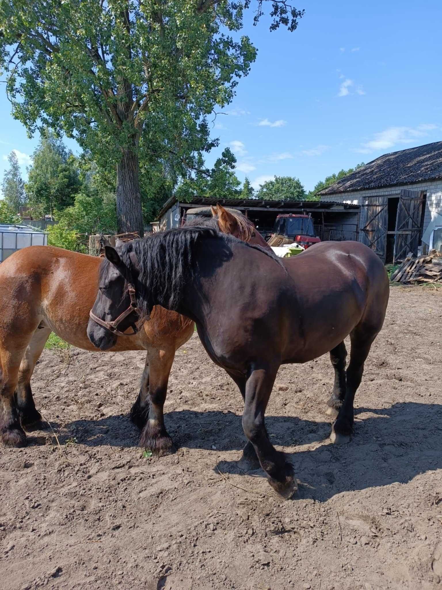 Sprzedam klacz zimnokrwistą