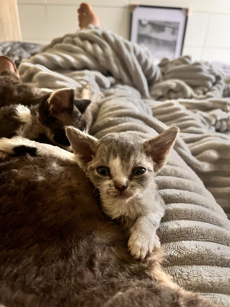 Prześmieszna kotka Devon Rex
