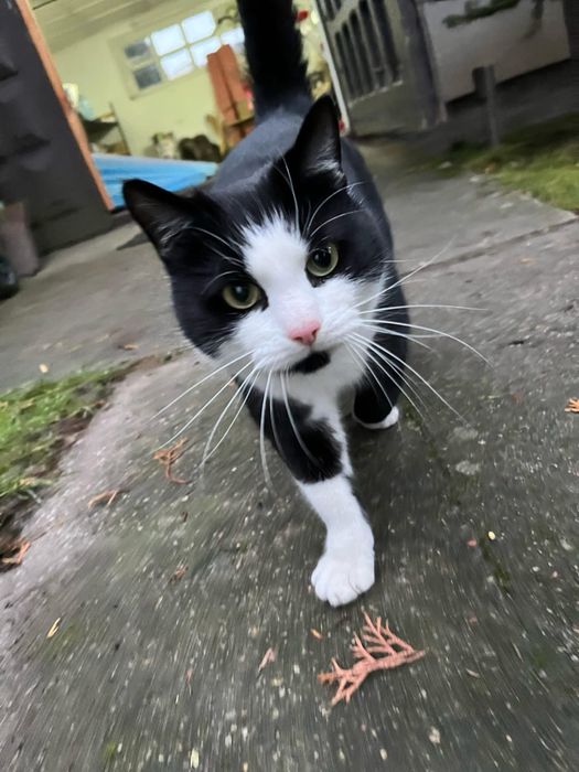 Tulaśny kocurek Pupiś szuka domku