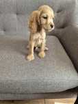 Cocker spaniel angielski