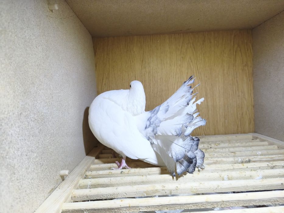 Gołębie pawiki lustrzane para