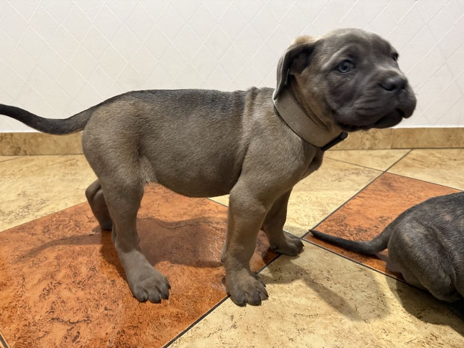 Suczka cane corso z rodowodem fermentino
