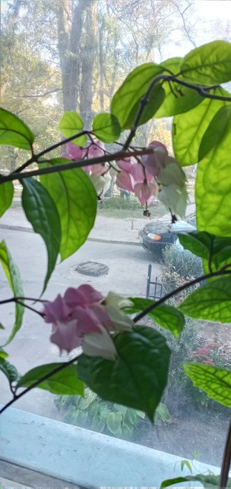 Продам , красивый Клеродендрум. Алое, 5 лет. Драцены 3года.