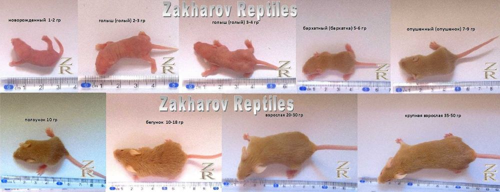 Кормовые мыши. Живые и заморозка. Киев, от 10 шт.