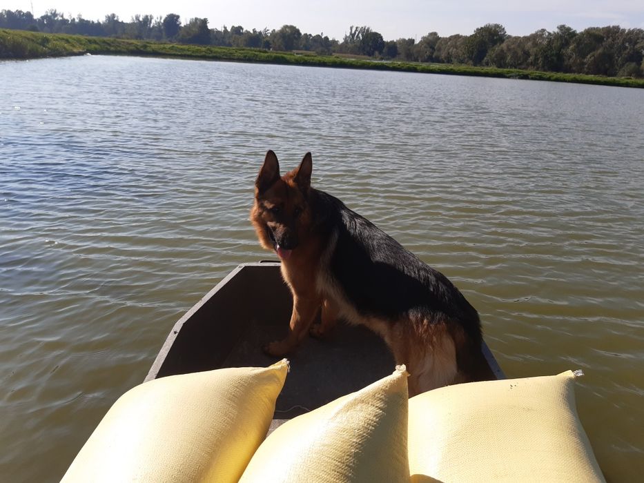 Karp handlowy/zarybieniowy 1.5/3kg hurt/detal