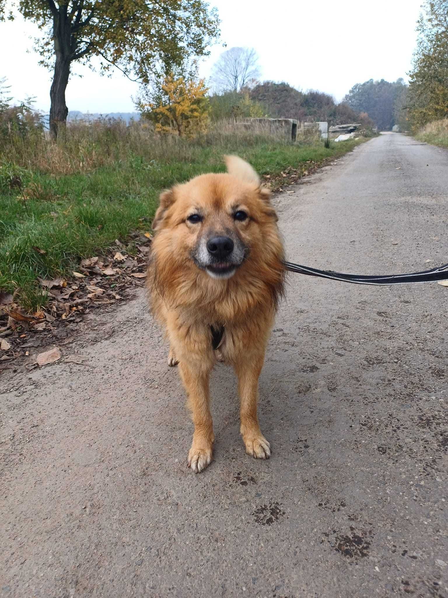 Bąbel - ruda puchatość do adopcji :)