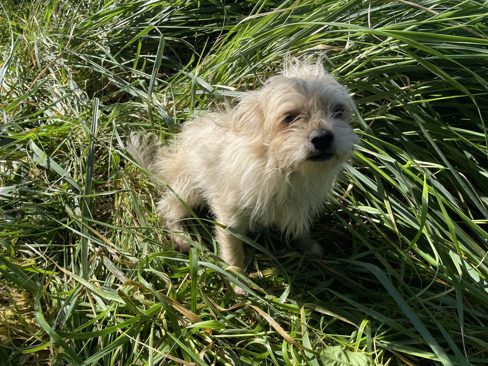 Dorosła wysterylizowana suczka Mops mix