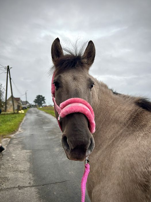 Sprzedam 6 letnią klacz kp