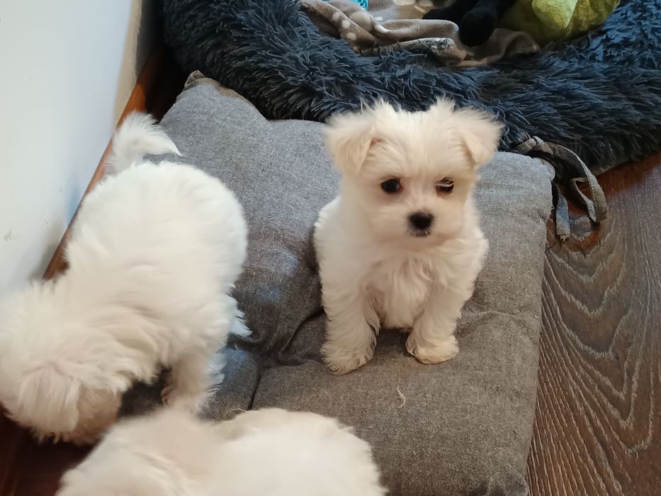 Maltańczyk, maltańczyki z metryczkami piesek