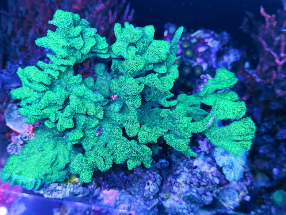 Pavona cactus, szczepki