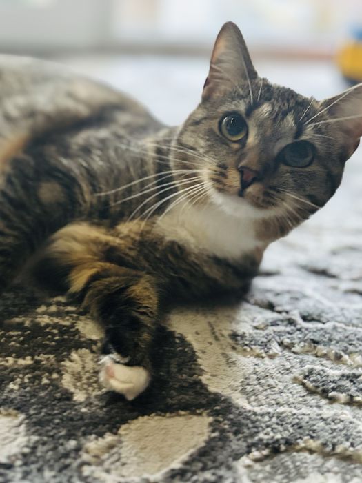 Віддам кішечку в гарні та люблячі руки