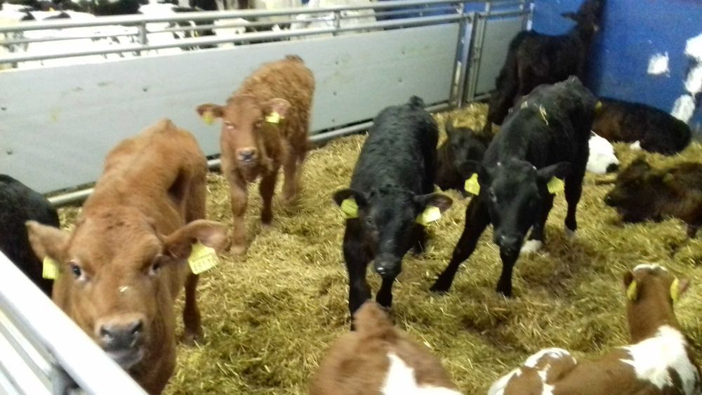 Cielęta, cielaki, byczki oraz jałówki mięsne, MM,MS,HF transport