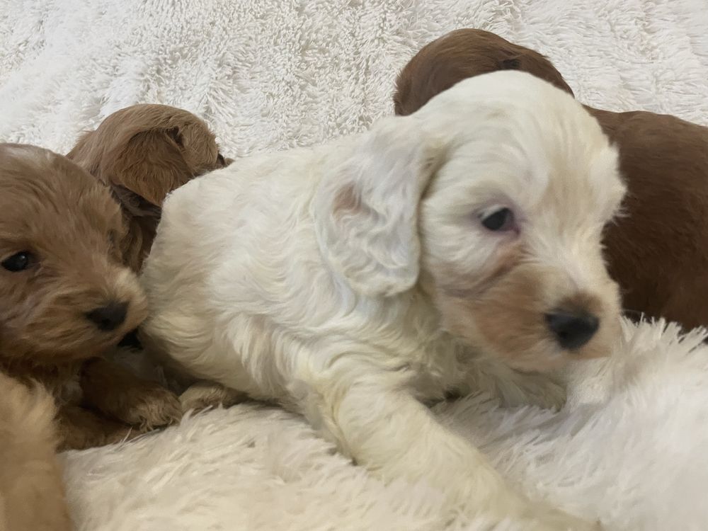 Cockapoo suczki szczeniaki