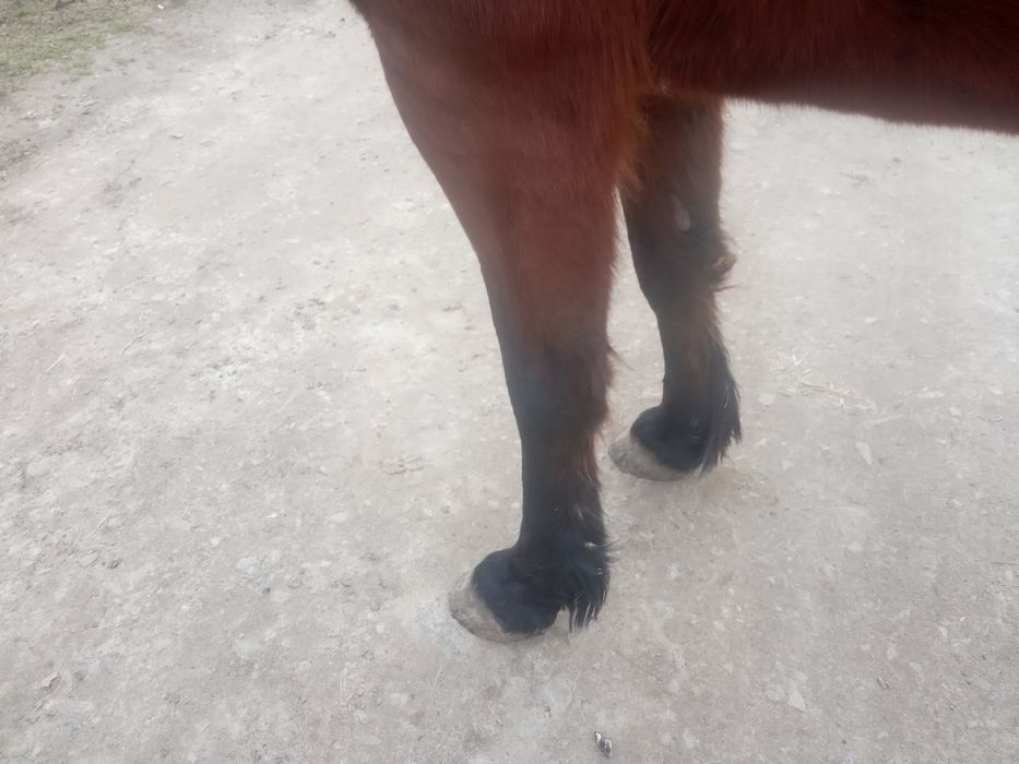 Продається кобила!