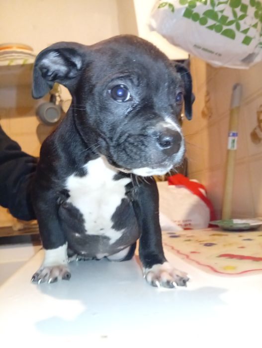 Companheiro de 4 patinhas