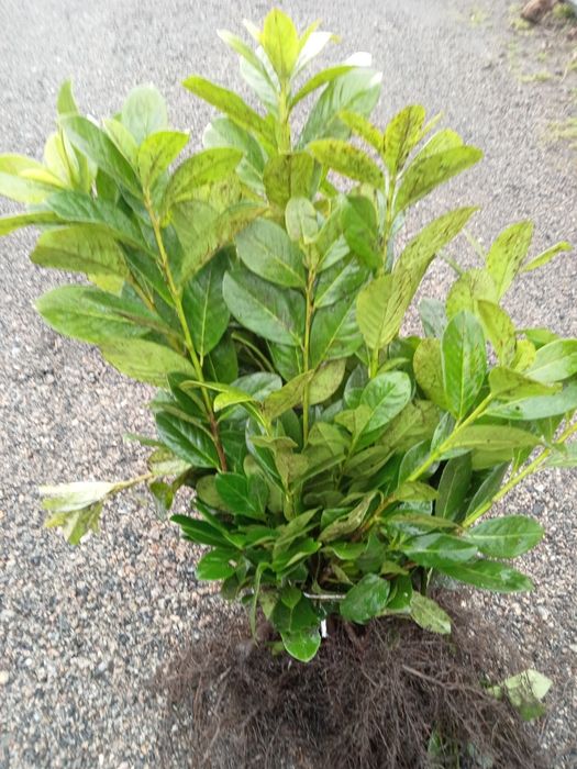 Laurowiśnia novita 15 zł ł