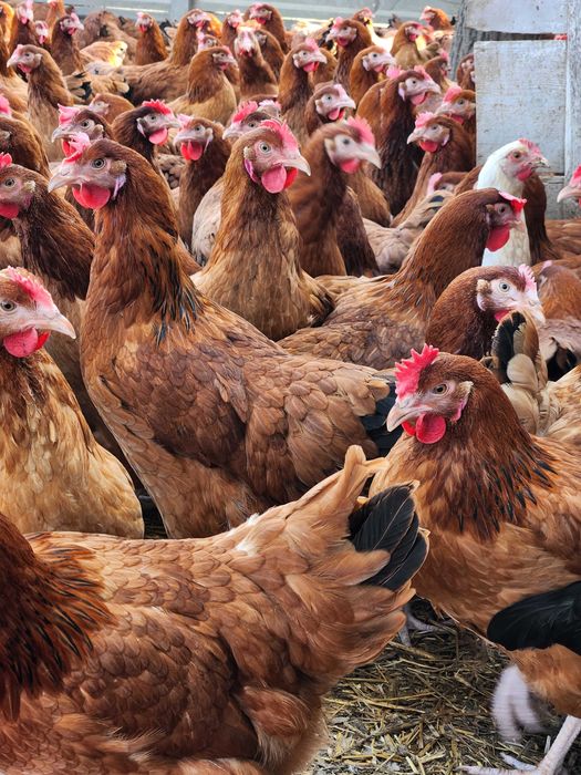 KURY od hodowcy ! NIOSKI z wolnego wybiegu ! LEGHORN ROSSA ! Dowóz !