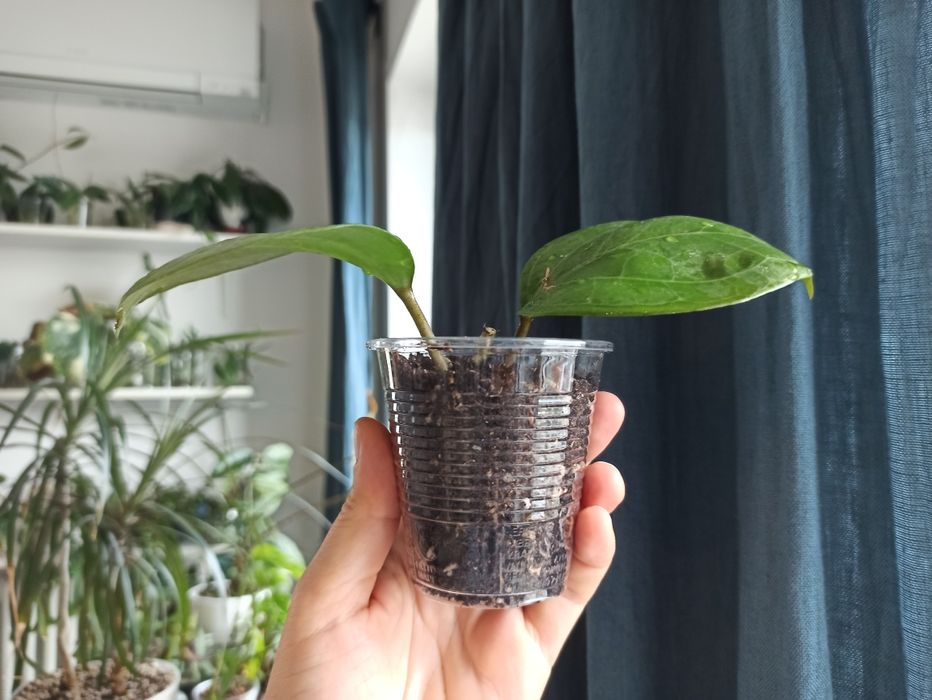 Hoya Sarawak Cream