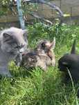 Віддам в хороші руки кошенят