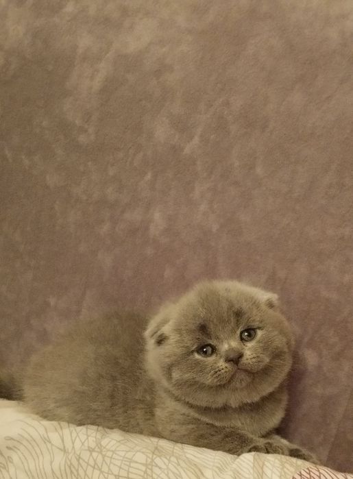 Гарний котик на вязку