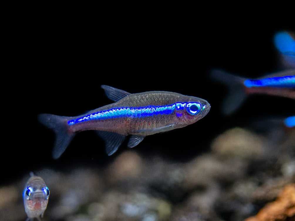 Neon zielony - Paracheirodon simulans - dowozimy, wysyłamy