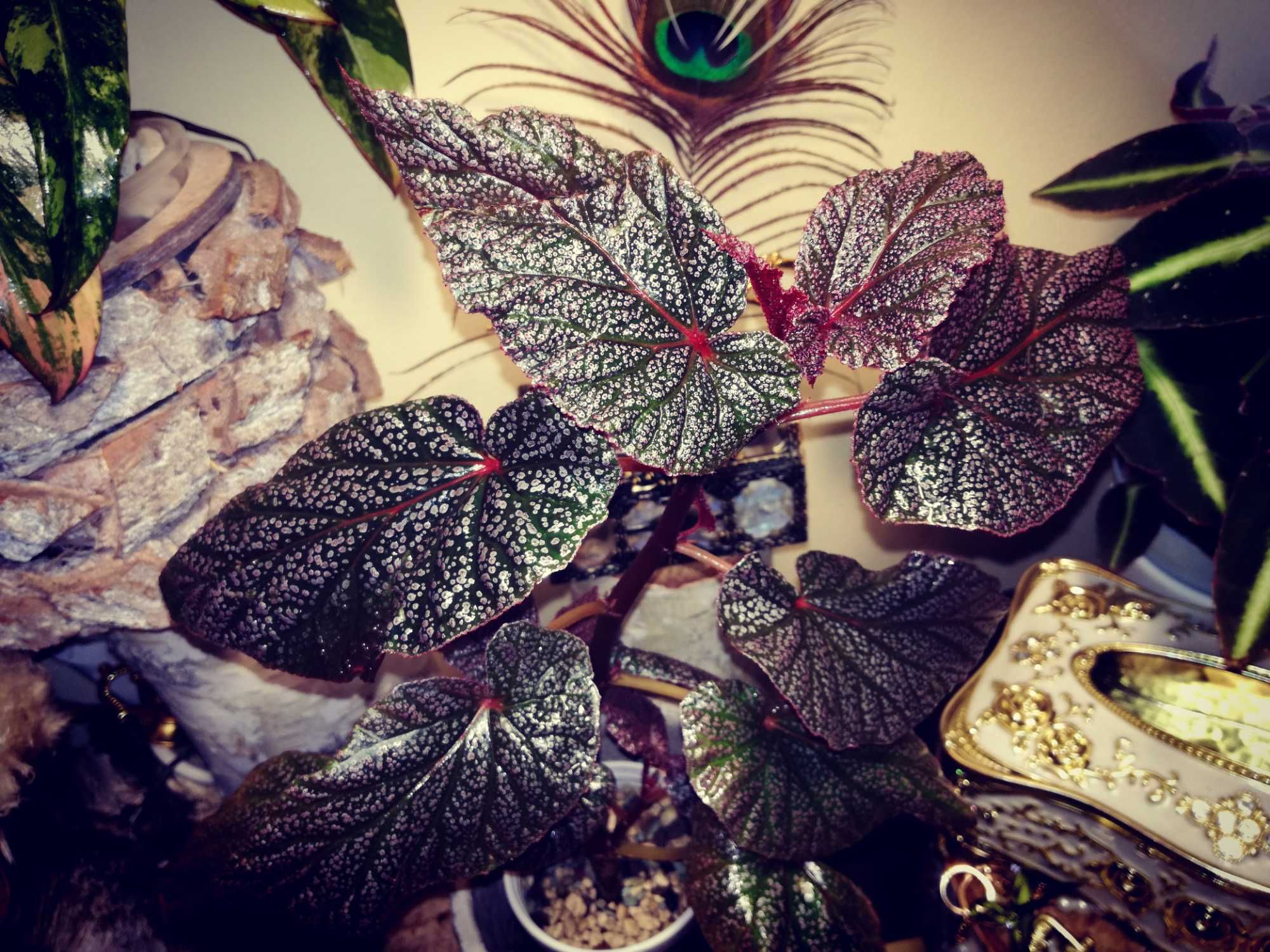 Begonia sp. NOID pink violet piękna gwiezdna jak monstera philodendron