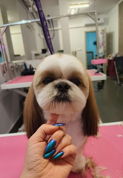 Groomer strzyżenie psów