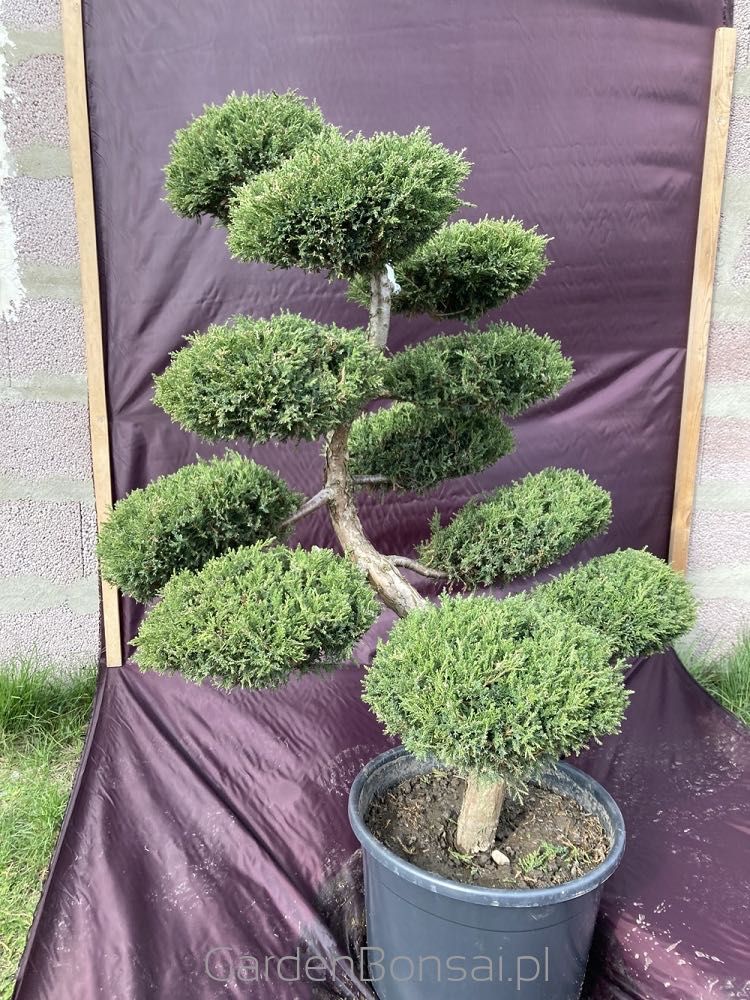 Drzewko BONSAI z jałowca - DOSTAWA - 110 cm - ORYGINALNY