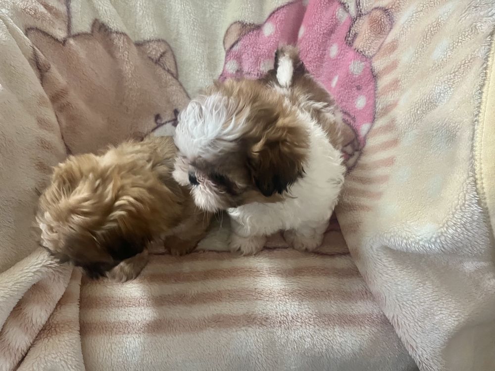 Shih tzu szczeniaczek