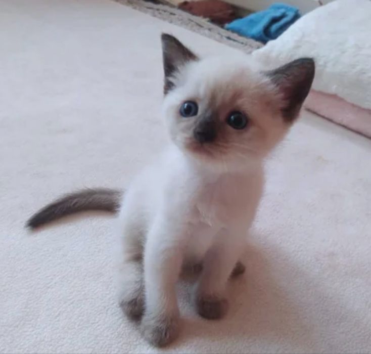 Gatinhso bebes mansos