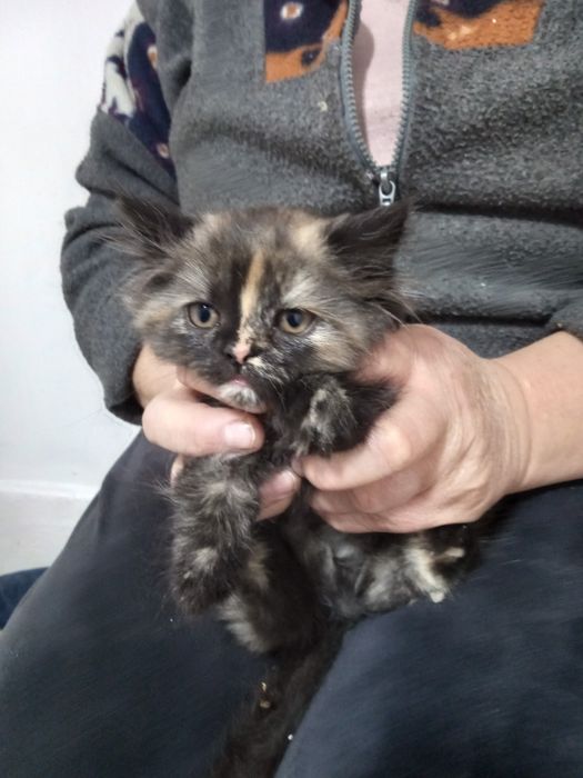 Zjawiskowa rasowa kotka perska czeka na nowy dom