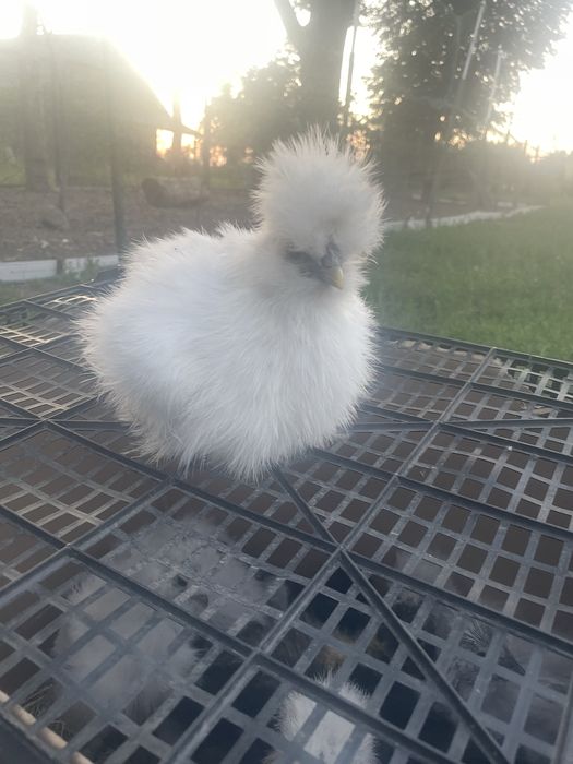 Silka jedwabista kurczaczki