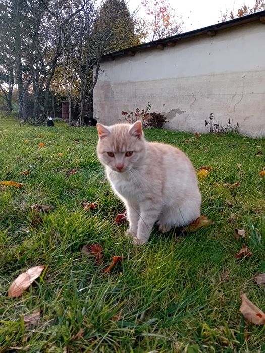 Kotki szukają kochających ludzi