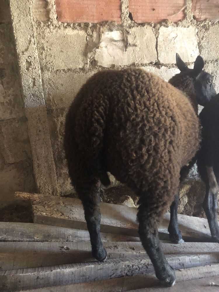 Vendo casal de borregos malhados holandes x texel blue.