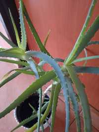 Aloes leczniczy duży
